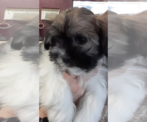 Medium Photo #2 Zuchon Puppy For Sale in SPRING GROVE, PA, USA