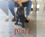Small Photo #16 Poodle (Standard) Puppy For Sale in CHARITON, IA, USA