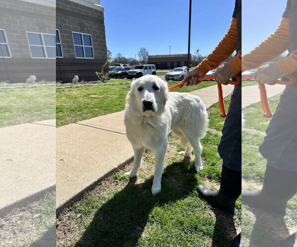 Medium Photo #5 Great Pyrenees Puppy For Sale in Columbus, IN, USA