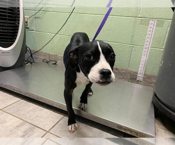 Medium Photo #1 Boston Terrier-Unknown Mix Puppy For Sale in Grand Prairie, TX, USA