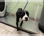 Small Boston Terrier Mix