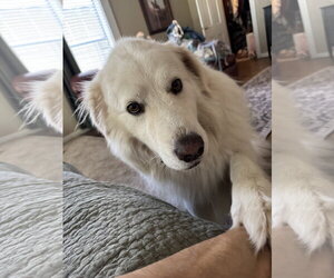 Bailey - Male Great Pyrenees-Unknown Mix Dog for Adoption - Photo #9