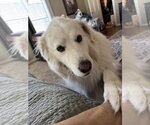 Small Photo #9 Great Pyrenees-Unknown Mix Puppy For Sale in Dallas, TX, USA