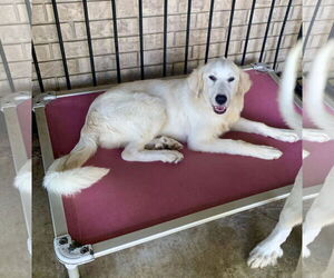 Great Pyrenees-Retriever Mix Dogs for adoption in Wakefield, RI, USA