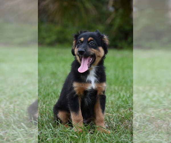 Medium Photo #1 Miniature Australian Shepherd Puppy For Sale in PALM COAST, FL, USA