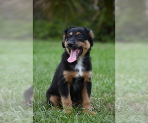 Miniature Australian Shepherd Puppy for sale in PALM COAST, FL, USA
