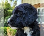 Small #4 F2 Aussiedoodle