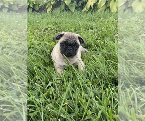 Pug Puppy for sale in CANOGA, NY, USA