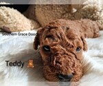 Small Photo #60 Goldendoodle (Miniature) Puppy For Sale in GASTONIA, NC, USA