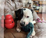 Small #5 American Pit Bull Terrier Mix