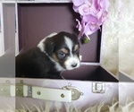 Small #8 Australian Shepherd