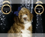 Small Photo #108 Goldendoodle (Miniature) Puppy For Sale in WARSAW, IN, USA