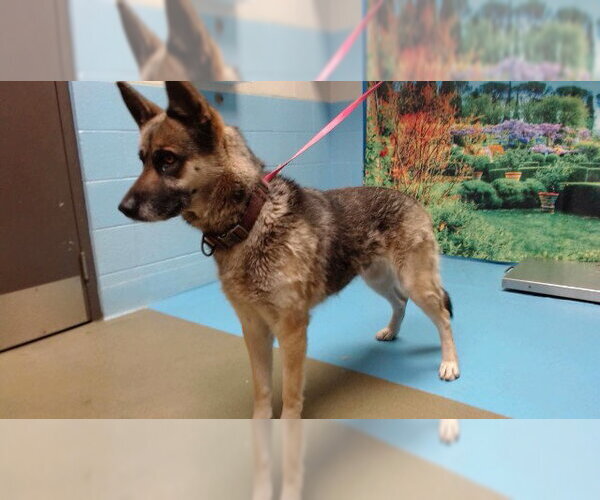 Medium Photo #1 German Shepherd Dog Puppy For Sale in Moreno Valley, CA, USA