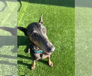 Doberman Pinscher Dogs for adoption in Buffalo, MN, USA