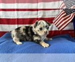 Small #1 Chihuahua