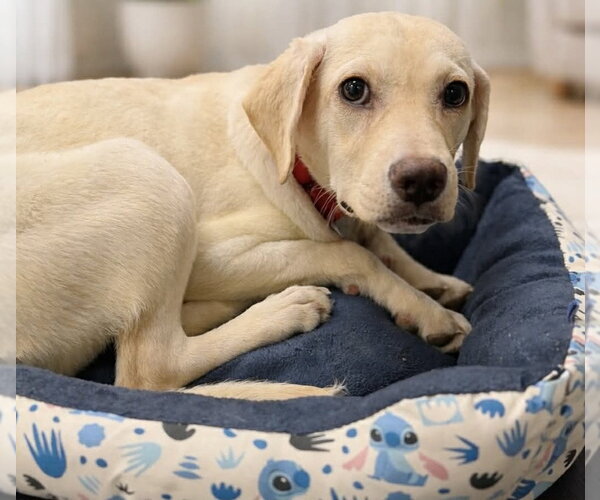 Medium Photo #1 Mutt Puppy For Sale in Evansville, IN, USA