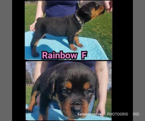 Medium Photo #3 Rottweiler Puppy For Sale in COLUMBIA, MO, USA