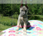 Small #4 German Shepherd Dog