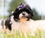 Small #2 Shih Tzu