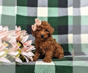 Poodle (Toy) Puppy for sale in GLEN ROCK, PA, USA