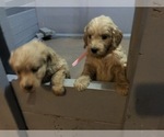 Small Photo #13 Goldendoodle (Miniature) Puppy For Sale in RALEIGH, NC, USA