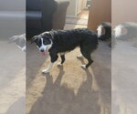 Small #6 Border Collie Mix