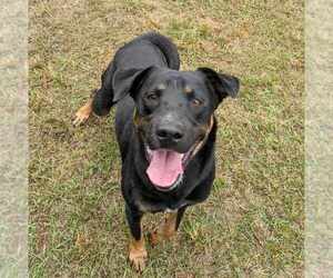 Arlo - Male Rottweiler-Unknown Mix Dog for Adoption - Photo #2