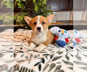 Pembroke Welsh Corgi Puppy for sale in INDIANAPOLIS, IN, USA