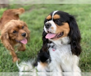 Father of the Cavalier King Charles Spaniel puppies born on 11/20/2023