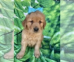 Small Photo #3 Golden Retriever Puppy For Sale in LANCASTER, PA, USA