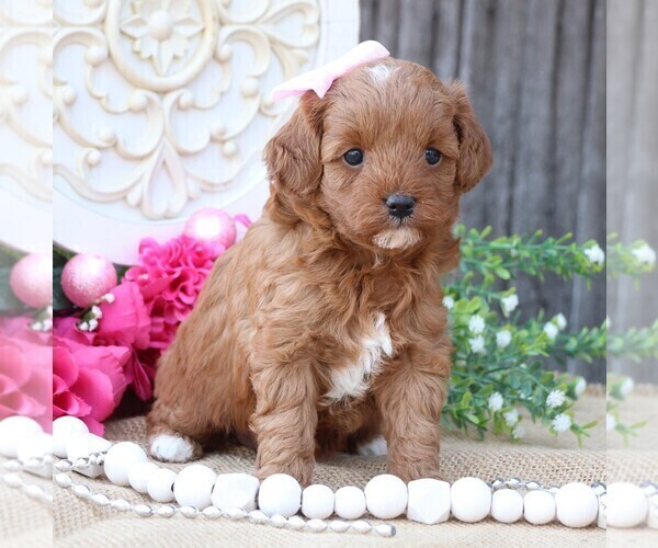 Medium Photo #2 Cavapoo Puppy For Sale in JONES, MI, USA
