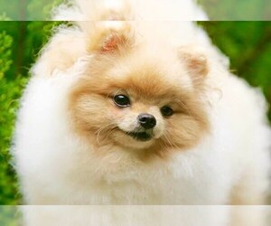 Pomeranian Puppy for sale in RESEDA, CA, USA