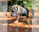 Small #6 American French Bull Terrier