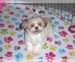 Small Photo #8 Shih Tzu Puppy For Sale in ORO VALLEY, AZ, USA
