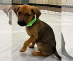 Small #4 Labrador Retriever Mix