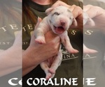 Puppy Coraline Great Dane