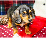 Small #2 Dachshund