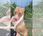 Small #1 American Staffordshire Terrier Mix