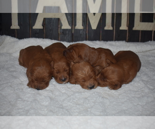 Medium Photo #13 Goldendoodle Puppy For Sale in AZLE, TX, USA