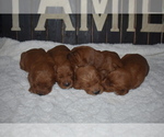 Small Photo #13 Goldendoodle Puppy For Sale in AZLE, TX, USA