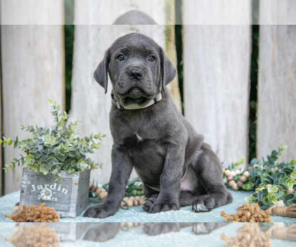 Medium Photo #1 Cane Corso Puppy For Sale in HOWE, IN, USA