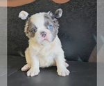 Small Photo #1 French Bulldog Puppy For Sale in NEWPORT BEACH, CA, USA
