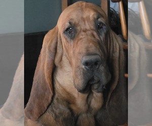 Mother of the Bloodhound puppies born on 03/28/2026