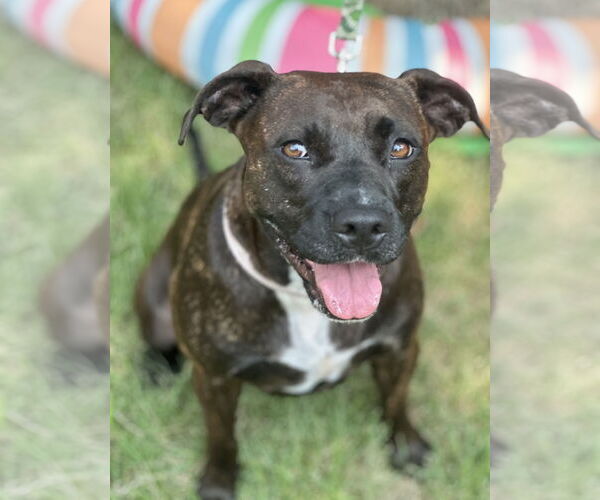 Medium Photo #1 Boxer-Unknown Mix Puppy For Sale in Euless, TX, USA