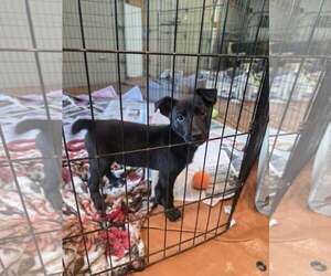 Shepradors Dogs for adoption in SHERBURNE, NY, USA