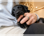 Small #1 Labrador Retriever Mix