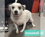 Small #2 Bull Terrier-Jack Russell Terrier Mix