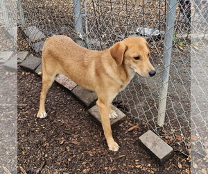 Rocky - Male Mutt Dog for Adoption - Photo #6