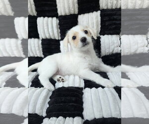 Pearl - Female Chihuahua-Unknown Mix Dog for Adoption - Photo #2