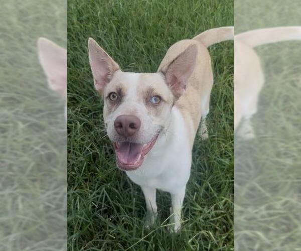 Medium Photo #2 Carolina Dog-Unknown Mix Puppy For Sale in Rosenberg, TX, USA